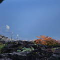 写真: 九頭竜ダム湖に咲く