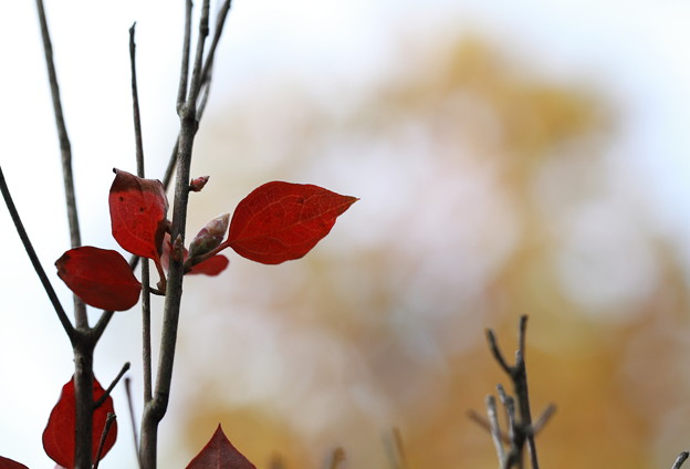 写真: ミツバツツジの紅葉