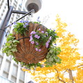 ビル街　花とイチョウの黄葉