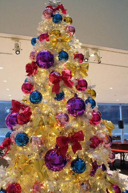 写真: クリスマスツリー(2)　　しいのき迎賓館