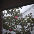 写真: サザンカ　窓の外の吹雪 (';')