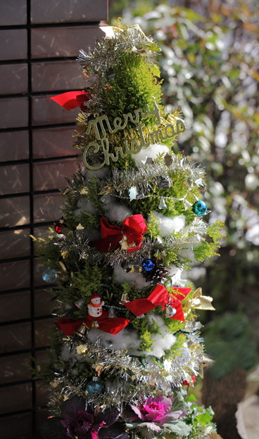 ゴールドクレストとハボタンのクリスマスツリー