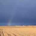 写真: 田んぼの草原に　虹(2)