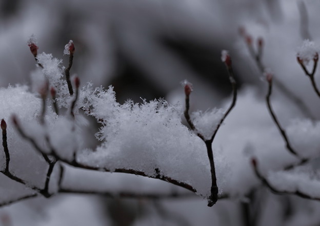 写真: 春を待つ芽　　雪の結晶