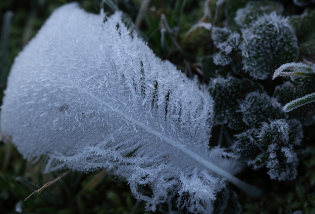 写真: 白鳥さんの落し物　　霜の羽