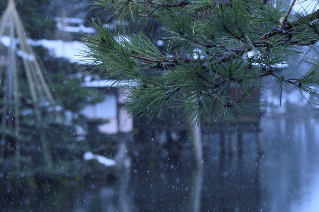 写真: ３月の小雪降る兼六園　　松と内橋亭