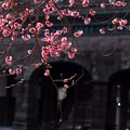 Photos: 神門と梅