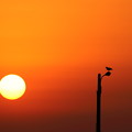 写真: 夕陽と鳥