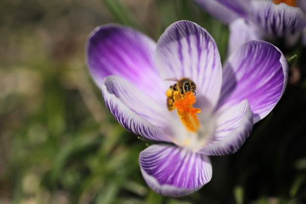 写真: ミツバチさん、花粉を付けて　クロッカスからこんにちは♪