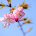 河津桜が開花(1)