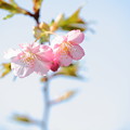 写真: 河津桜が開花 (2)