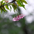 写真: 春雨　o(･_･｡)ﾟ。°。°。