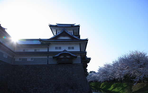 Photos: 金沢城とお堀の桜並木