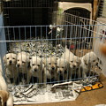 写真: ラブラドール・レトリーバー、ブリーダー、子犬販売