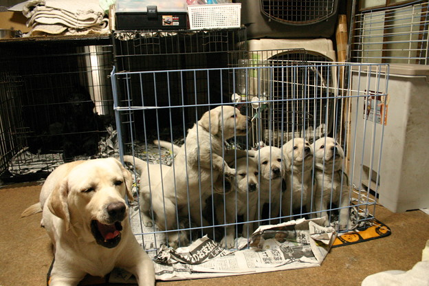 写真: ラブラドール・レトリーバー、ブリーダー、子犬販売