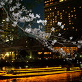 写真: 桜と水上バス