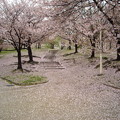 写真: 桜色