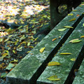 写真: ☆落ち葉とベンチ