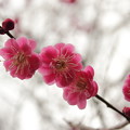 写真: 谷保天満宮の梅の花0003