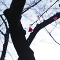 写真: 緋寒桜
