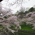 写真: 大きな玉ねぎと桜