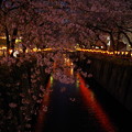 写真: 2013年 桜の見納め