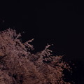 写真: 香る夜桜