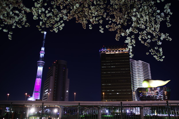写真: 夜桜ハイライト