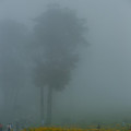 写真: 霧の中のニッコウキスゲ