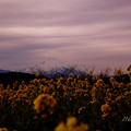 菜の花と富士山と少女