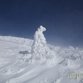 写真: 樹氷ゴジラ現る