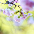 写真: 八重桜２