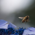 写真: 紫陽花と蜂