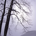 写真: 極寒の雪原2