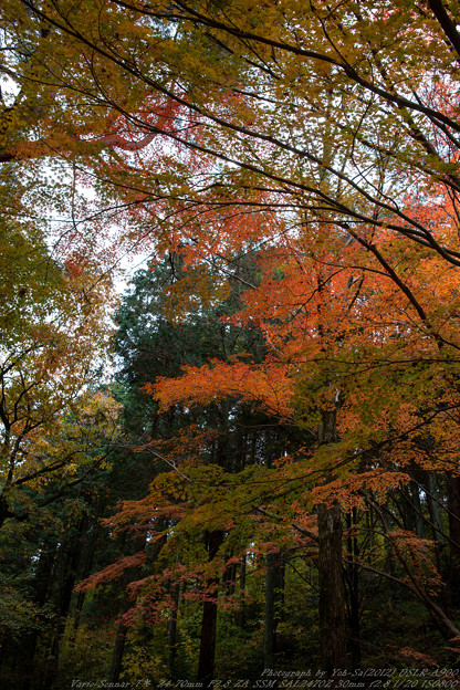 写真: 神戸森林植物園紅葉１