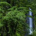 写真: 大木と雨滝