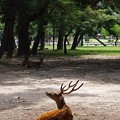 奈良公園～2013初夏～