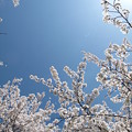 写真: 桜天空