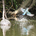 写真: 古亀や 翡翠飛び込む 水の音
