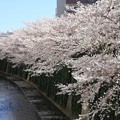 満開の桜咲く神田川
