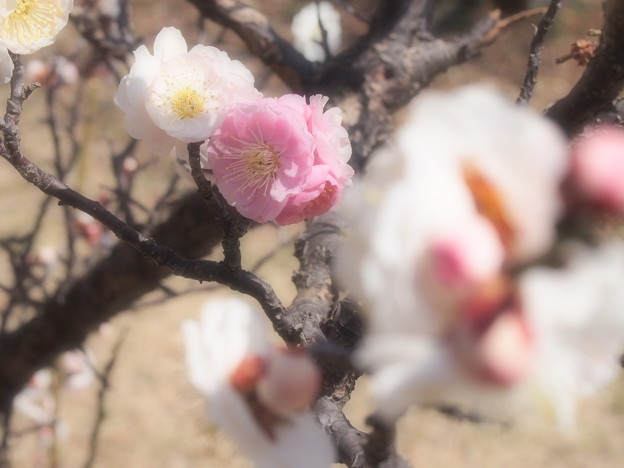 写真: 春だ〜っ