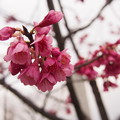 写真: 曇り桜