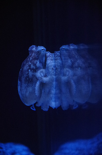 写真: Blue Octopus