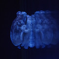 Photos: Blue Octopus