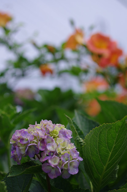 紫陽花とノウゼンカズラ