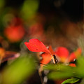 写真: 赤い葉