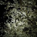 5夜桜