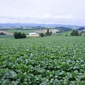 HDR 三愛の丘から見る収穫前の広大な畑・・