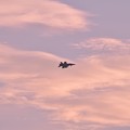 写真: 夕日の厚木基地周辺から帰還する艦載機?