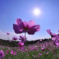 写真: 昭和記念公園の花の丘に咲くコスモス 太陽を浴びて・・20121020